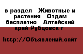  в раздел : Животные и растения » Отдам бесплатно . Алтайский край,Рубцовск г.